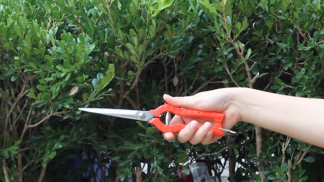 Amazon.com : TOOLTENG Extra Long Garden Scissor, Stainless Steel